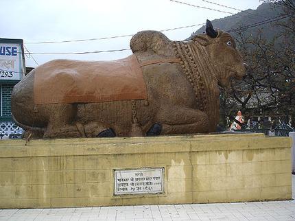 Nandi bull